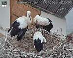 Capi_Dubne_20250709_182503.jpg