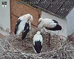 Capi_Dubne_20250709_183003.jpg