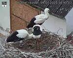 Capi_Dubne_20250709_184003.jpg