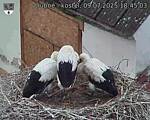 Capi_Dubne_20250709_184503.jpg