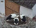 Capi_Dubne_20250709_185003.jpg