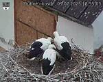 Capi_Dubne_20250709_185503.jpg