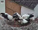 Capi_Dubne_20250709_190003.jpg