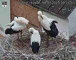 Capi_Dubne_20250709_191503.jpg