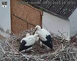 Capi_Dubne_20250709_193003.jpg