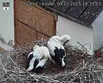 Capi_Dubne_20250709_193503.jpg