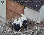 Capi_Dubne_20250709_194003.jpg