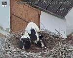 Capi_Dubne_20250709_194502.jpg