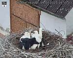 Capi_Dubne_20250709_195003.jpg