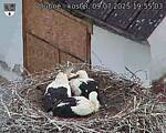 Capi_Dubne_20250709_195503.jpg