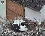 Capi_Dubne_20250709_200002.jpg
