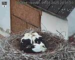 Capi_Dubne_20250709_200503.jpg
