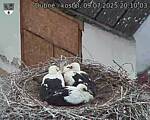 Capi_Dubne_20250709_201003.jpg