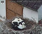 Capi_Dubne_20250709_201503.jpg