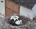 Capi_Dubne_20250709_202003.jpg