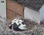 Capi_Dubne_20250709_202502.jpg