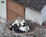 Capi_Dubne_20250709_203002.jpg