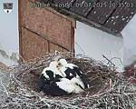 Capi_Dubne_20250709_203503.jpg