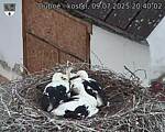 Capi_Dubne_20250709_204002.jpg