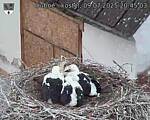 Capi_Dubne_20250709_204503.jpg