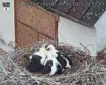 Capi_Dubne_20250709_205003.jpg