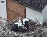 Capi_Dubne_20250709_205503.jpg