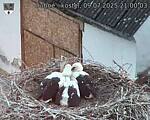 Capi_Dubne_20250709_210003.jpg