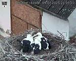 Capi_Dubne_20250709_210503.jpg