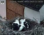 Capi_Dubne_20250709_211002.jpg