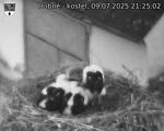 Capi_Dubne_20250709_212502.jpg