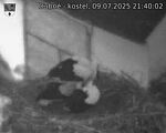 Capi_Dubne_20250709_214002.jpg