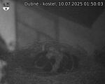 Capi_Dubne_20250710_015003.jpg