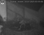 Capi_Dubne_20250710_035502.jpg