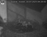 Capi_Dubne_20250710_042002.jpg
