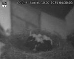 Capi_Dubne_20250710_043003.jpg