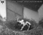 Capi_Dubne_20250710_044002.jpg