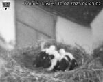 Capi_Dubne_20250710_044502.jpg