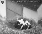 Capi_Dubne_20250710_045002.jpg