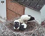 Capi_Dubne_20250710_051003.jpg
