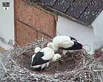 Capi_Dubne_20250710_051503.jpg