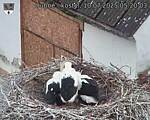Capi_Dubne_20250710_052003.jpg