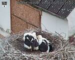 Capi_Dubne_20250710_052502.jpg