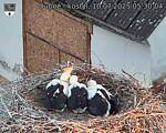 Capi_Dubne_20250710_053004.jpg