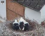 Capi_Dubne_20250710_053502.jpg