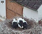 Capi_Dubne_20250710_054004.jpg