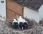 Capi_Dubne_20250710_054503.jpg