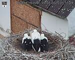 Capi_Dubne_20250710_055504.jpg