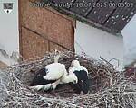 Capi_Dubne_20250710_060503.jpg