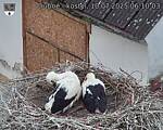 Capi_Dubne_20250710_061003.jpg
