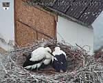 Capi_Dubne_20250710_061503.jpg
